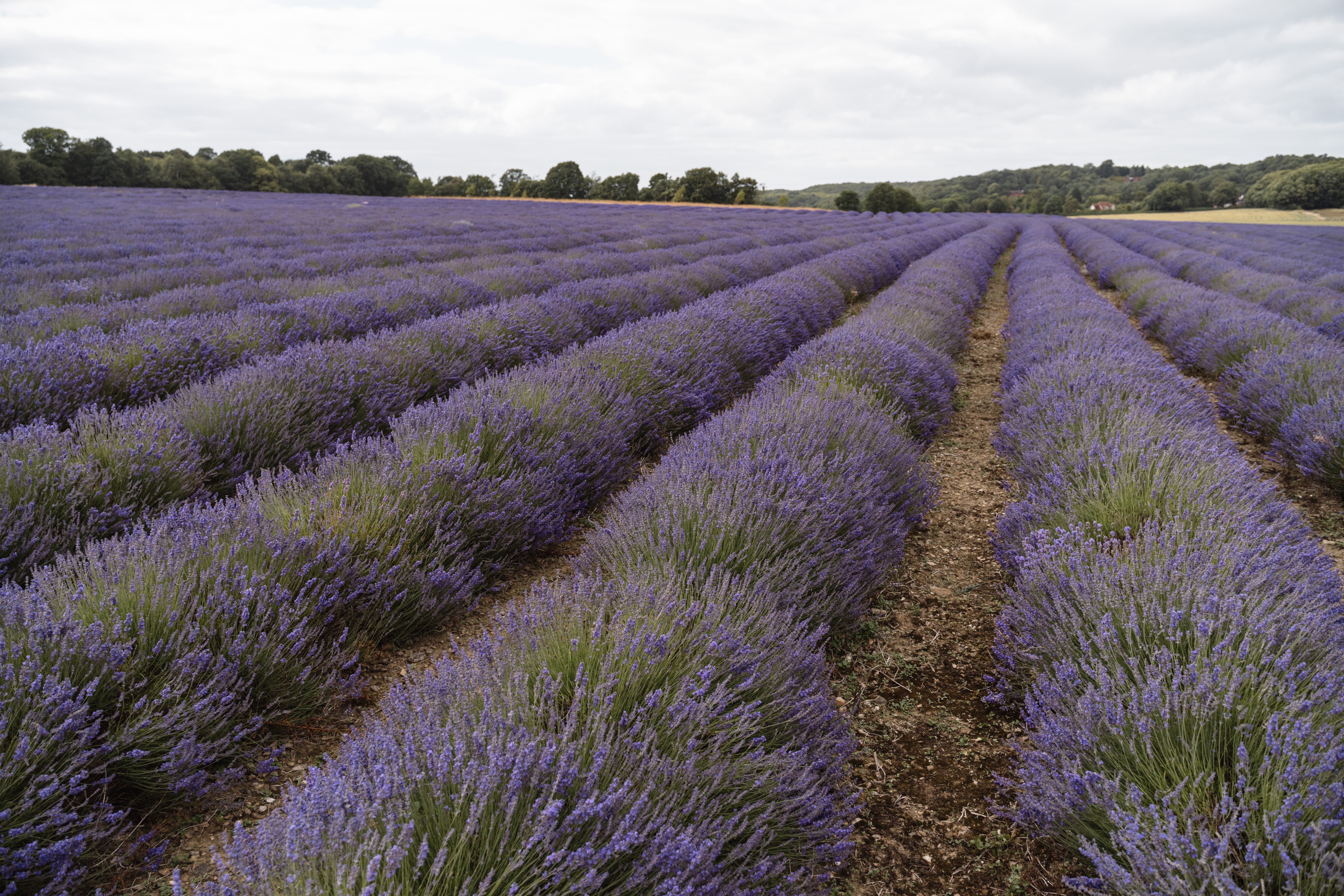  Lavender Fields UK