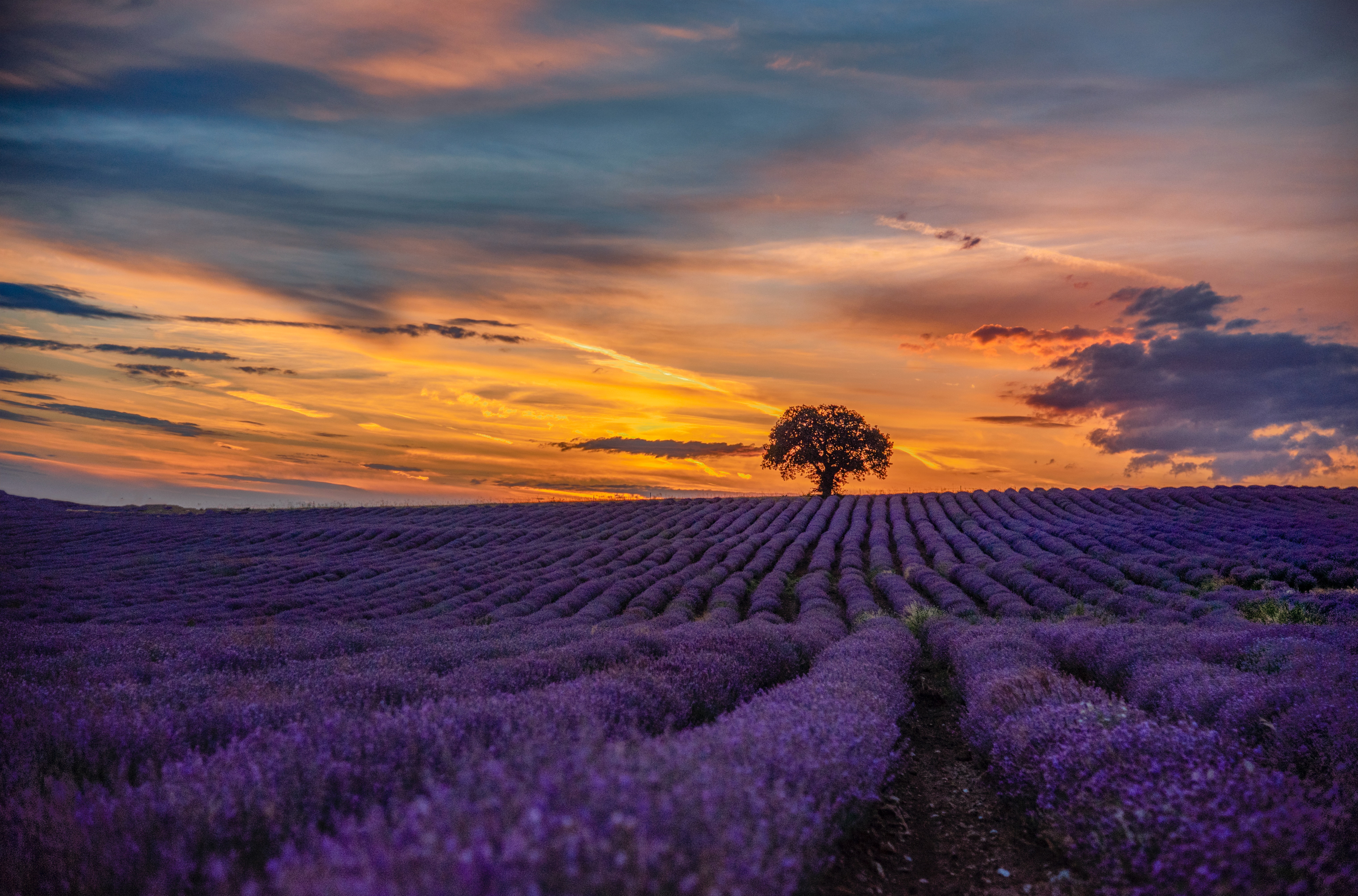 Lavender Fields UK