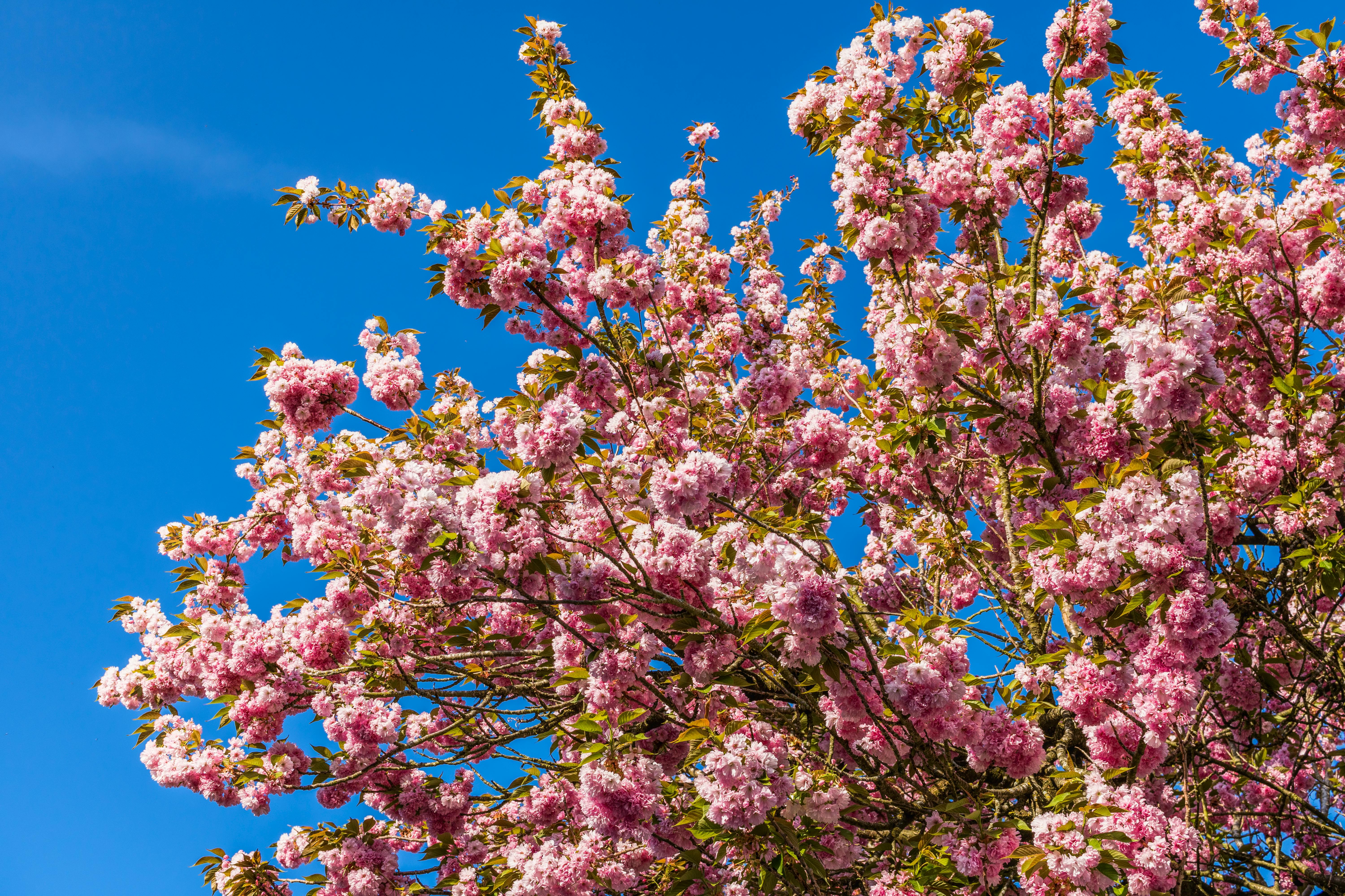 Cherry Blossom London